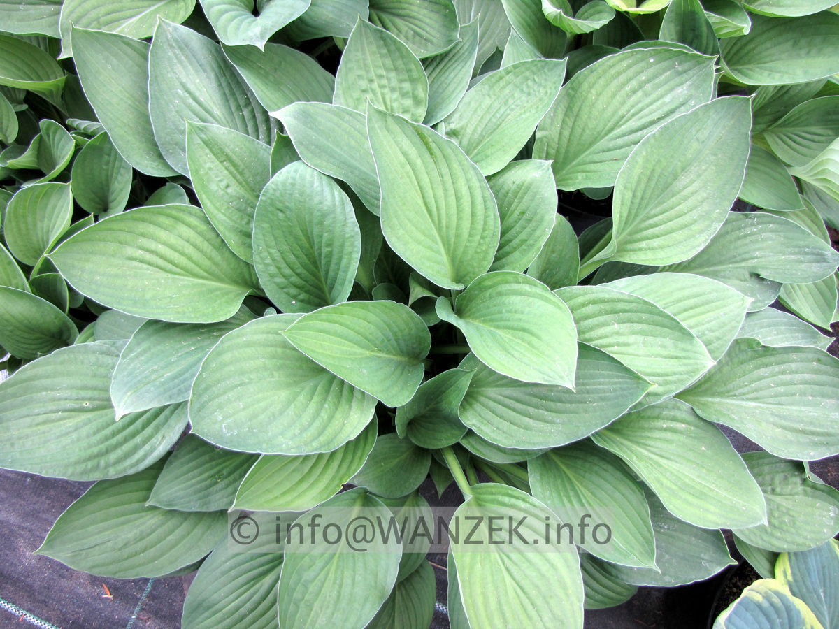 Hosta Hybride Janet Blue 03.JPG
